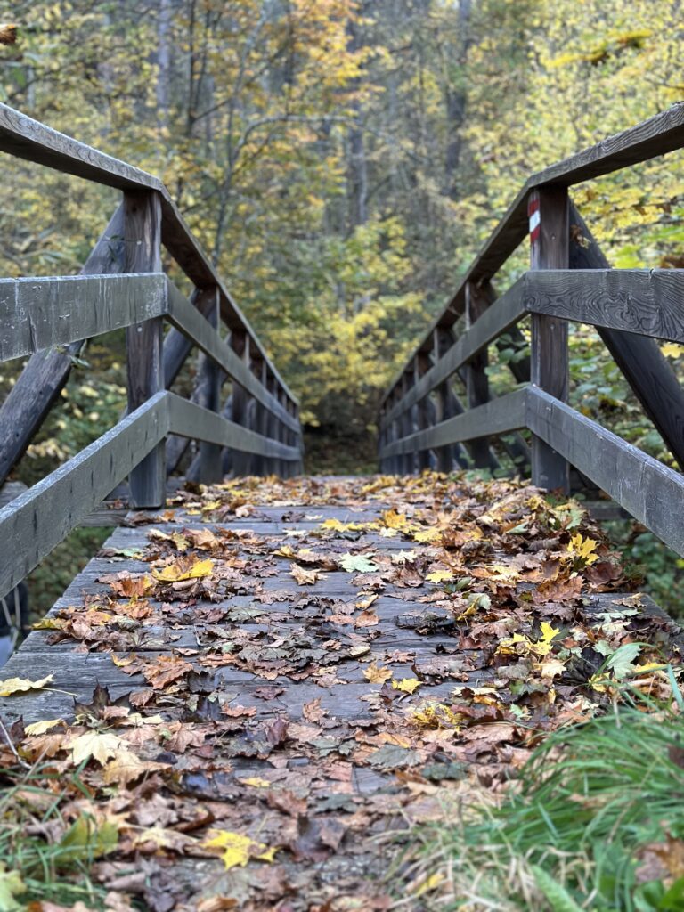 natur_bruecke_herbstblaetter