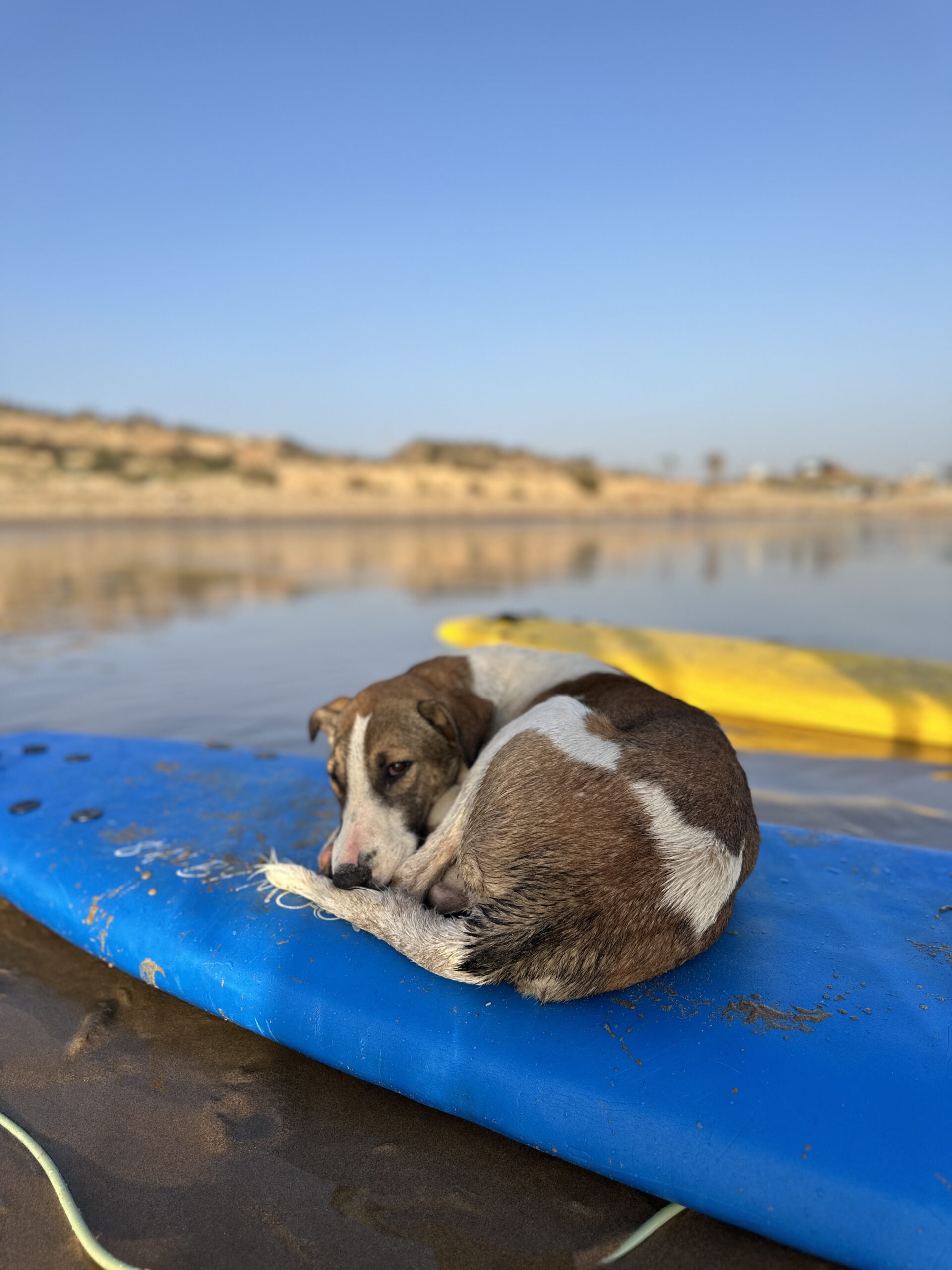 alice yoga surfen retreat marokko hund am brett
