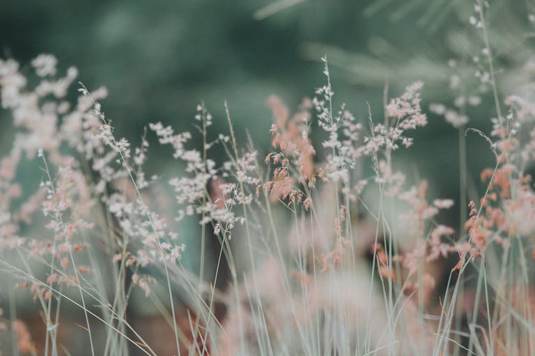 Lughnasadh: Ein Fest der Ernte und des Neubeginns