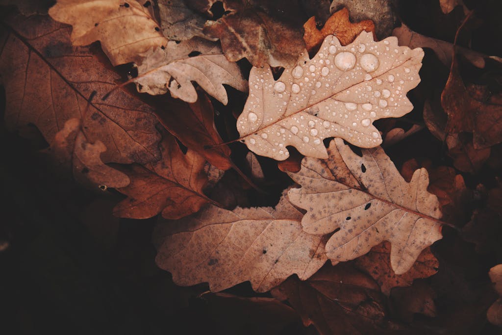 herbst_herbstanfang_meditation