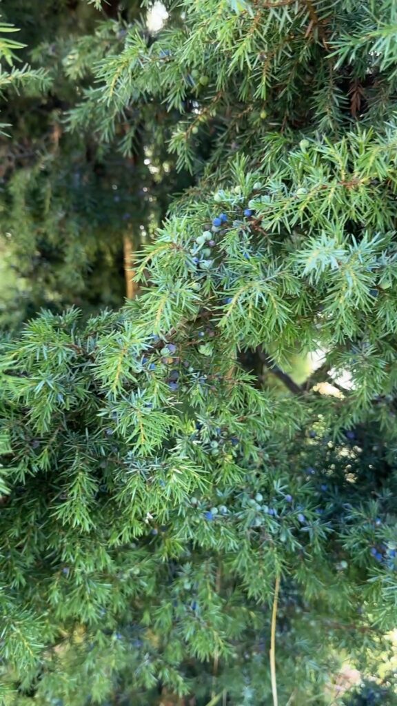 Wacholder Räucherwerk heimische pflanzen