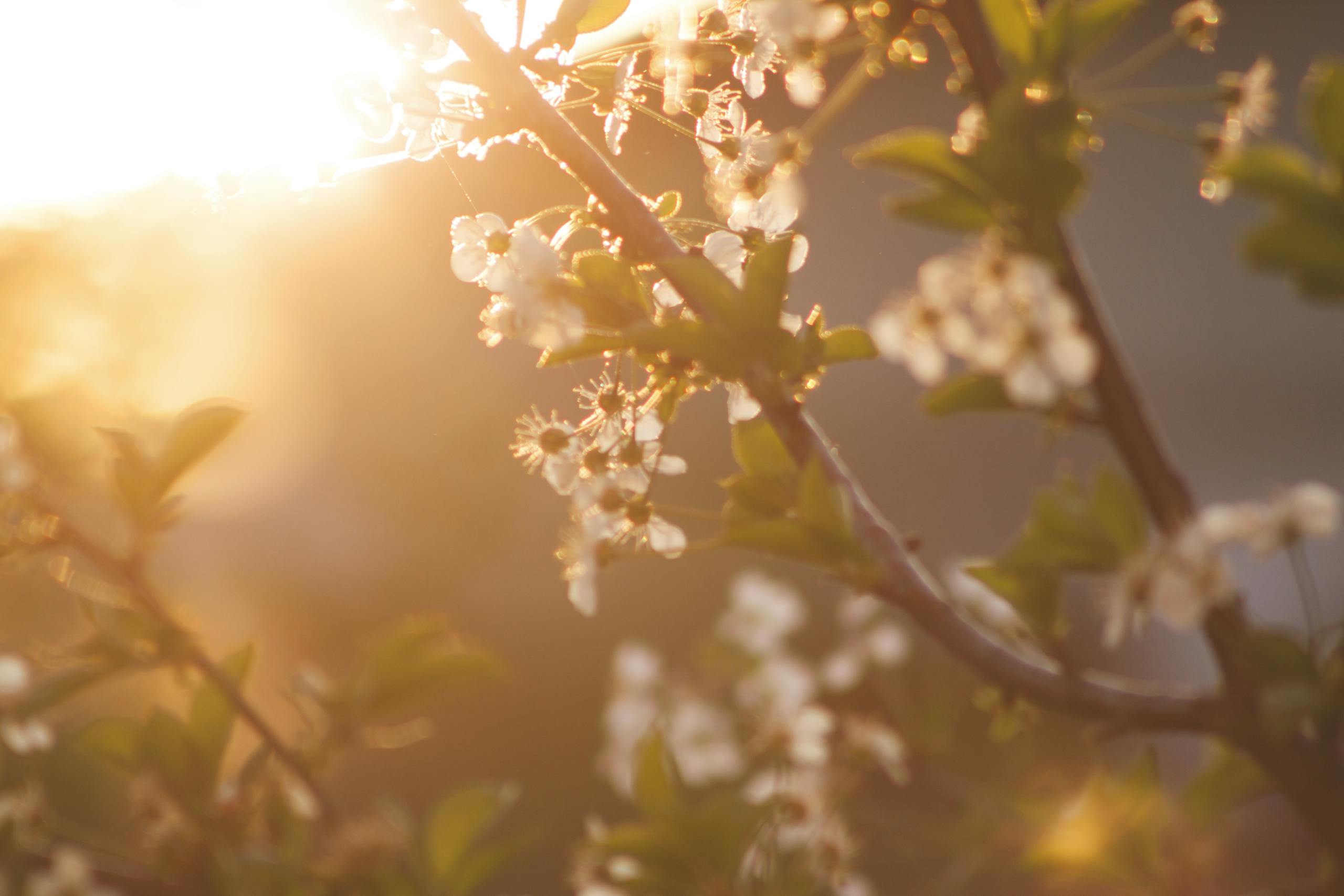 ritual_journal_mystisch_raeuchern frühling imbolc jahreskreisfest blumen