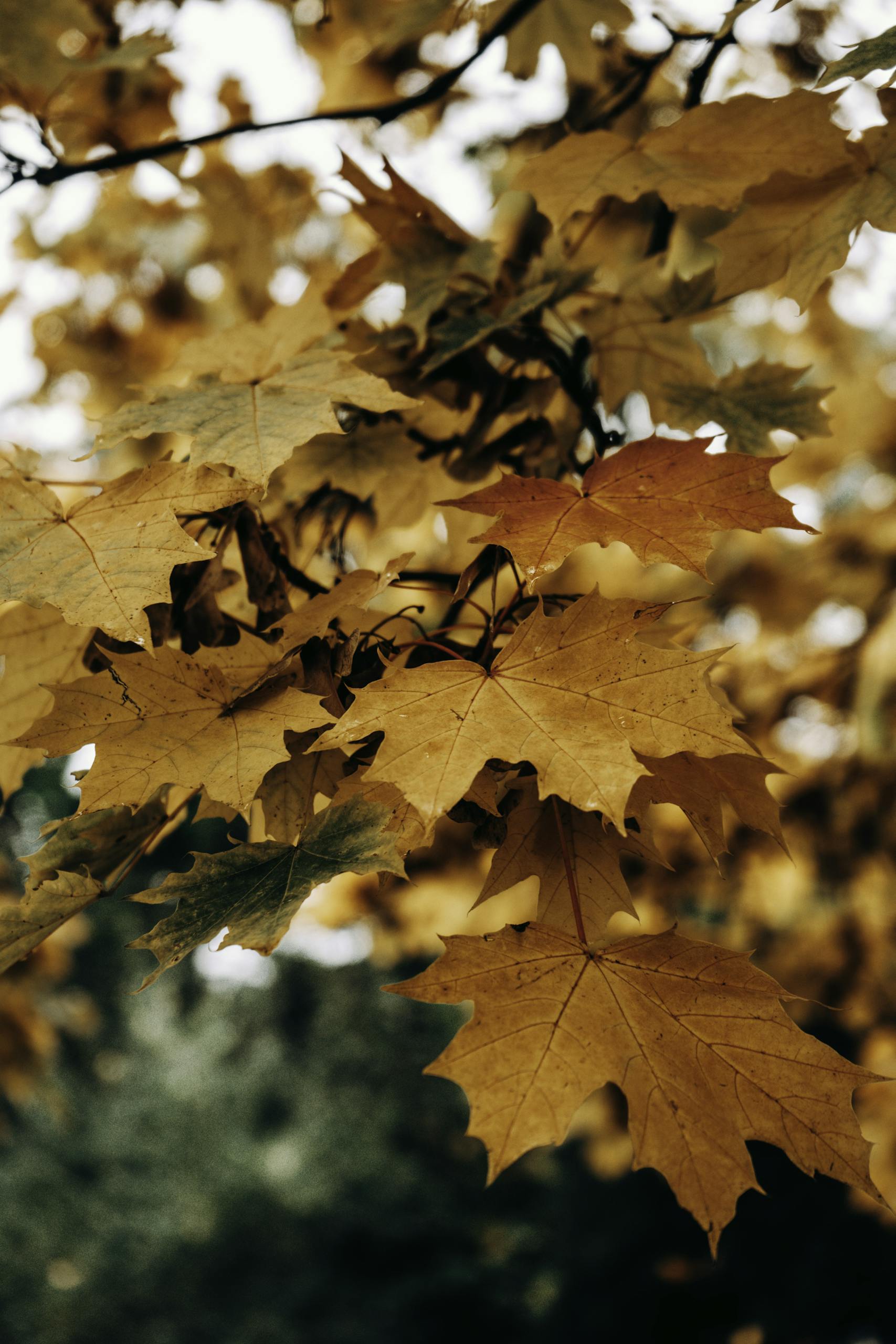 Close-up of vibrant maple leaves in fall colors with a blurred background.