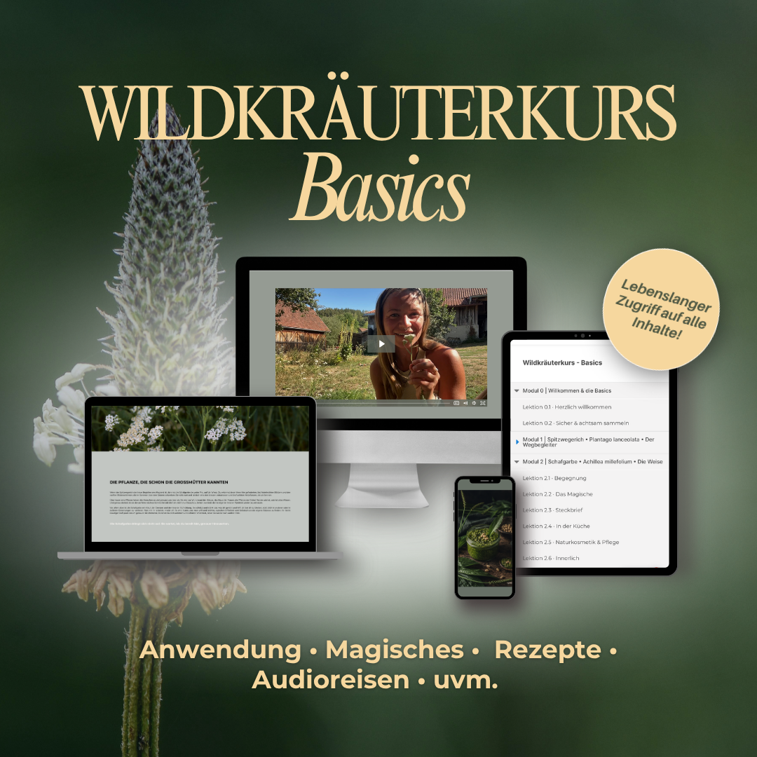 wildkräuterkurs basics onlinekurs