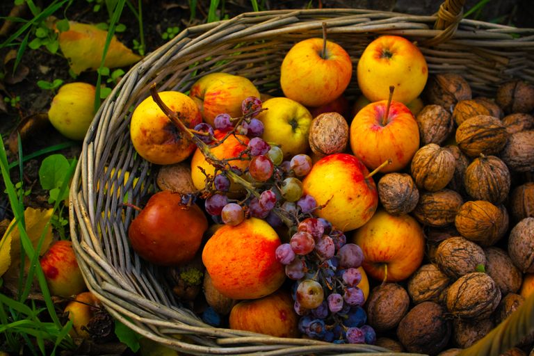 A vibrant basket filled with apples, walnuts, and grapes, symbolizing a bountiful autumn harvest.