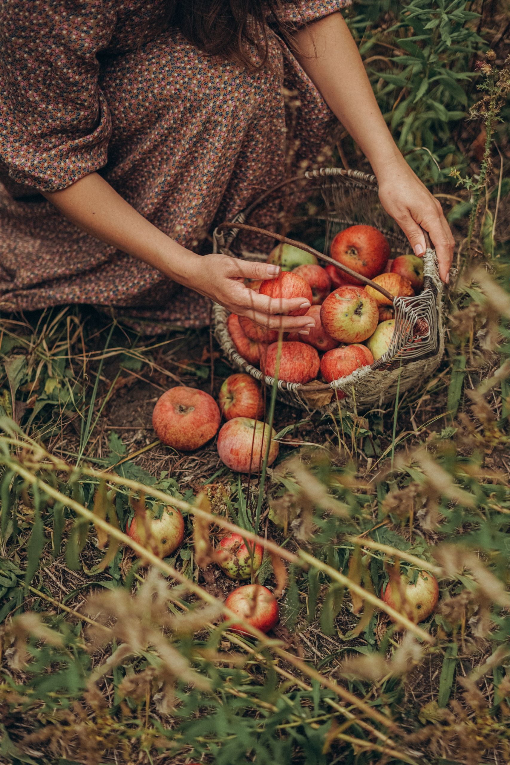 Erntedank Äpfel mabon